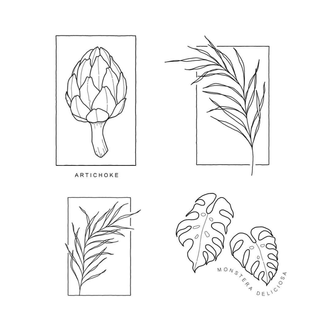 minimalistic plant drawings including an artichoke and monstera deliciosa