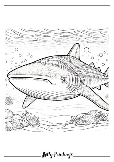 Whale Shark to Color