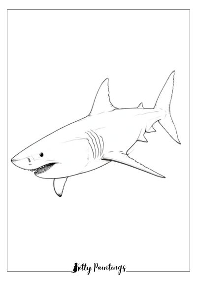 Great White Shark Coloring Page